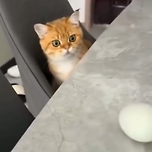 의도대로 되지 않아 당황한 고양이 이미지