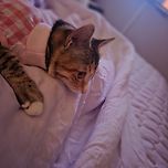 포도 중성화수술했어요 이미지