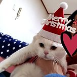 Merry Christmas 😻🎅🎄 이미지