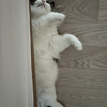 꿀잠 최애장소 이미지