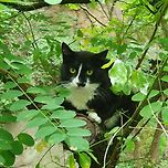 인왕산 냥이 이미지