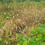 숨바꼭질 고양이 이미지