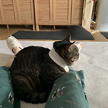 공이 되고픈 고양이 이미지