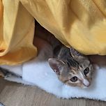 포도는 엄마밥먹을때 혼자방에서 이미지