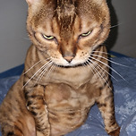 자꾸 건드리면 주거… 이미지