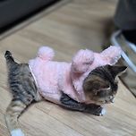 우리포도 꼬까옷 입었어요 이미지