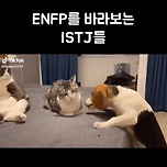 ENFP를 바라보는 ISTJ 이미지