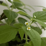 집 화분에 잡초를 그냥 뒀더니 이미지