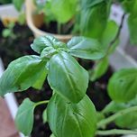 내돈내산 베란다 바질 키우고 수확하기 이미지