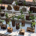 이 식물 아시는분 ? 대만에서 본 식물이에요 이미지