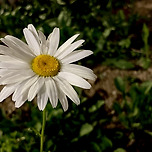 샤스타데이지 이미지