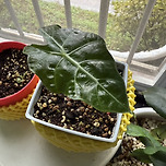 혹시 이 식물 뭔지 알 수 있을까요?? 이미지