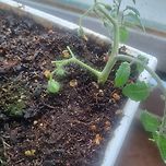 토마토 다시 살아날 수 있을까 이미지