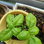 천원의 행복, 다이소 바질 키우기 이미지