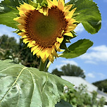 하트 해바라기 이미지