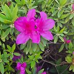 눈 부시게 화려한 철쭉💐 이미지