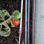 성수기 맞이한 우리집 베란다 이미지