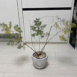 이 식물 왜 이렇게 되는 걸까요 ㅜㅜ 이미지