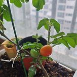 베란다에서 토마토 키우기 이미지