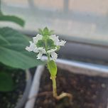 보기 귀하다는 바질꽃 이미지