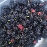 오디가 주렁주렁 열렸습니다 이미지