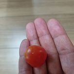 베란다에서 또 한번의 수확 이미지