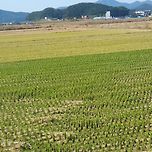 대롱대롱 이미지