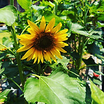 해바라기에요 이미지