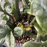 이거 그냥 뽑으면 되나영? 이미지