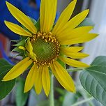 베란다에서 해바라기🌻키우기 이미지