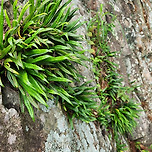 섬 일엽초 이미지