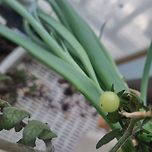 베란다에서 키우는 방토 🍅 이미지