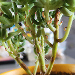 을녀심 저게 꽃일까요....? 이미지