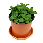 식물갤러의 바질과 민트 이미지