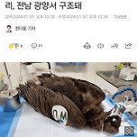 미국 덴버동물원 독수리가 전남 광양에서 발견 이미지