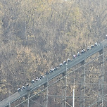 에버랜드서 티익스프레스 멈춰…다행히 인명피해 없어 이미지