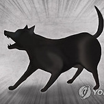 [속보] 대전 동구 일대 맹견 70마리 탈출…주민 대피령 이미지