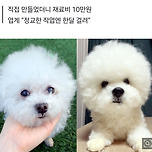“하늘로 떠난 반려견과 똑같이 만듭니다, 단 200만원” 이미지