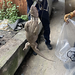 악어인줄 알았는데.. 이미지