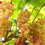 샤인머스캣보다 당도가 더 높은 국산 신품종 포도 &#39;슈팅스타&#39; 등장 이미지