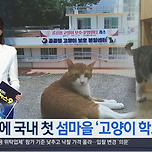 통영 섬마을 폐교, 유기 '고양이 학교' 변신 이미지