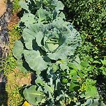 양배추많이컸어요 이미지