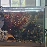 안시 유어 치어 무료 분양 합니다 이미지