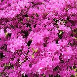 지난 봄에 찍었던 진달래 이미지