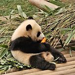 오늘 귀여운 당근요정 🥕 후이바오 🐼 이미지