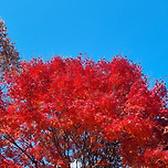 빨갛고 이쁘다 이미지