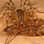 징글징글 벌레들의 신기한 사실들(혐주의) 이미지