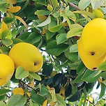 요새 은근 드물어진 과일 이미지