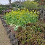 집에서 상추를 키워봅시다. 이미지