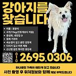 (부산 울산 경남권)강아지 찾습니다 이미지